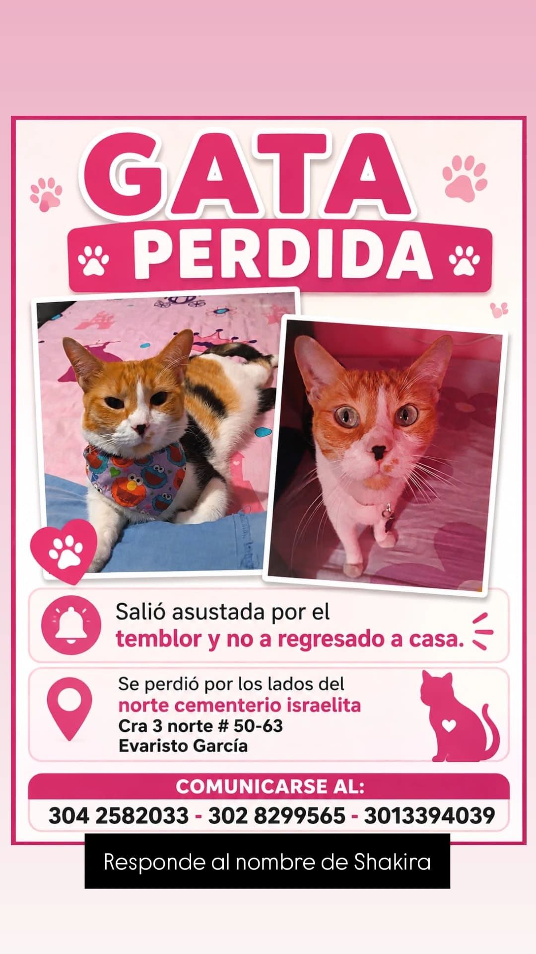 gato perdido en Cali