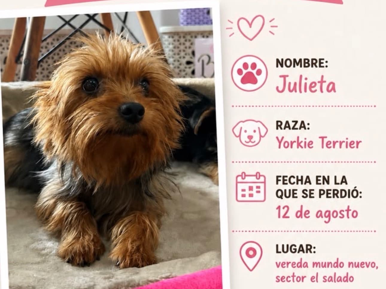 perro perdido en Pereira