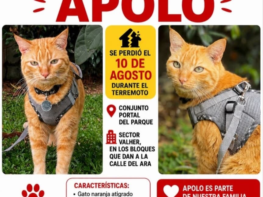 gato perdido en Pereira