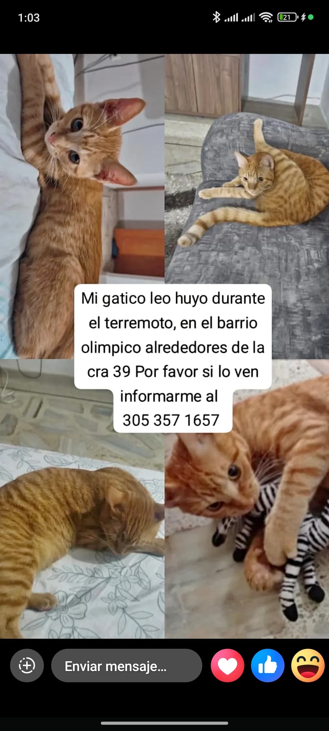 gato perdido en Cali