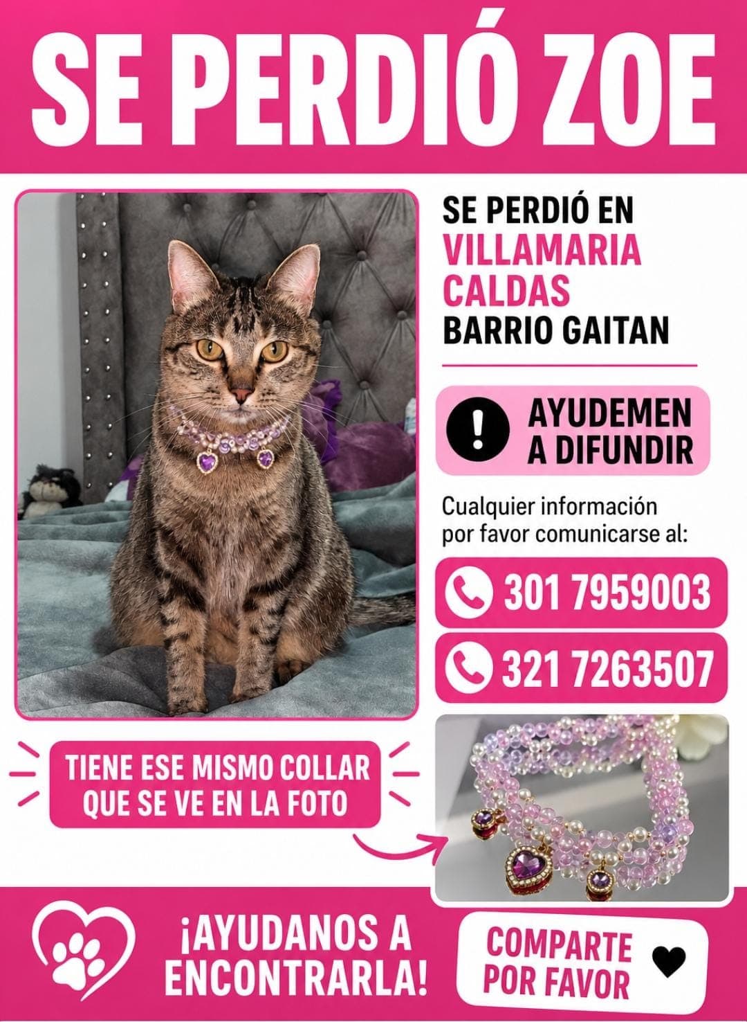 gato perdido en Manizales