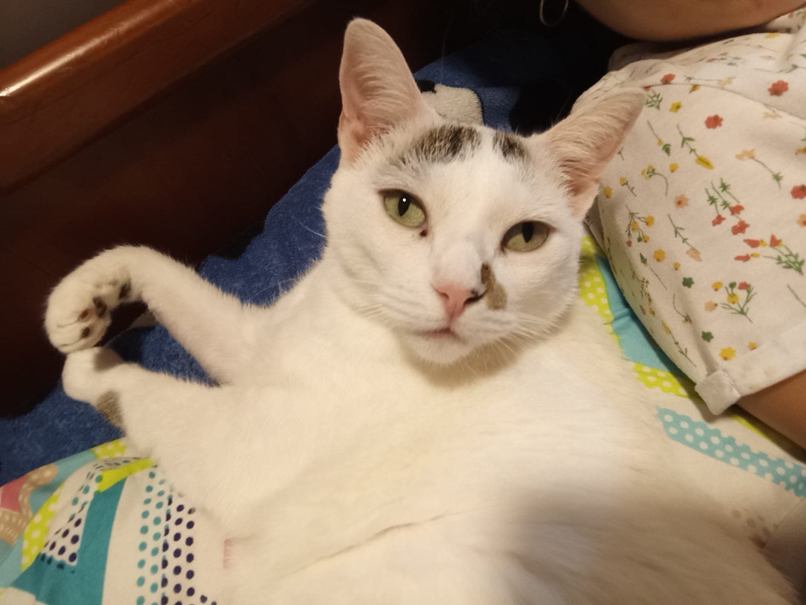 gato perdido en Pereira