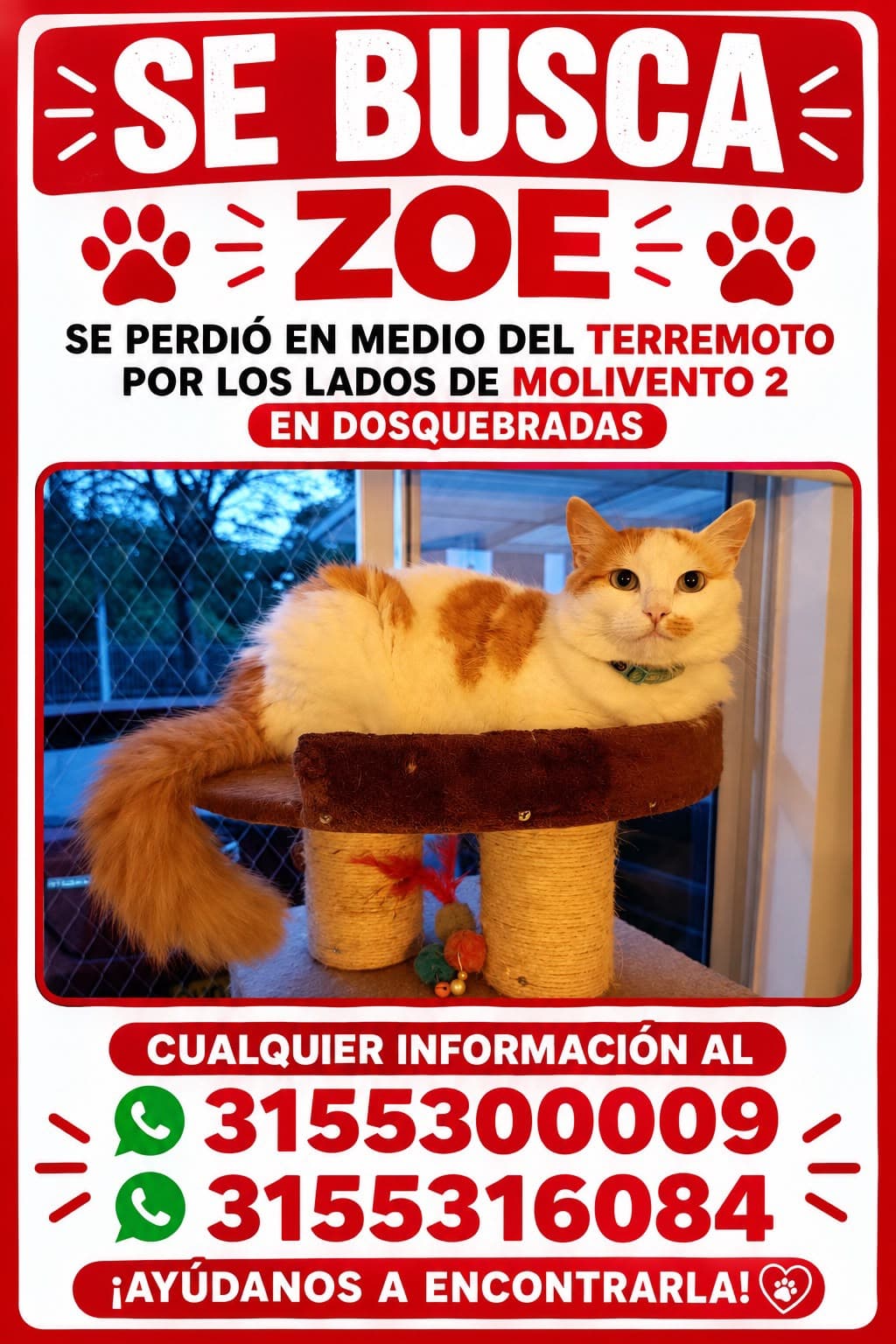 gato perdido en Pereira