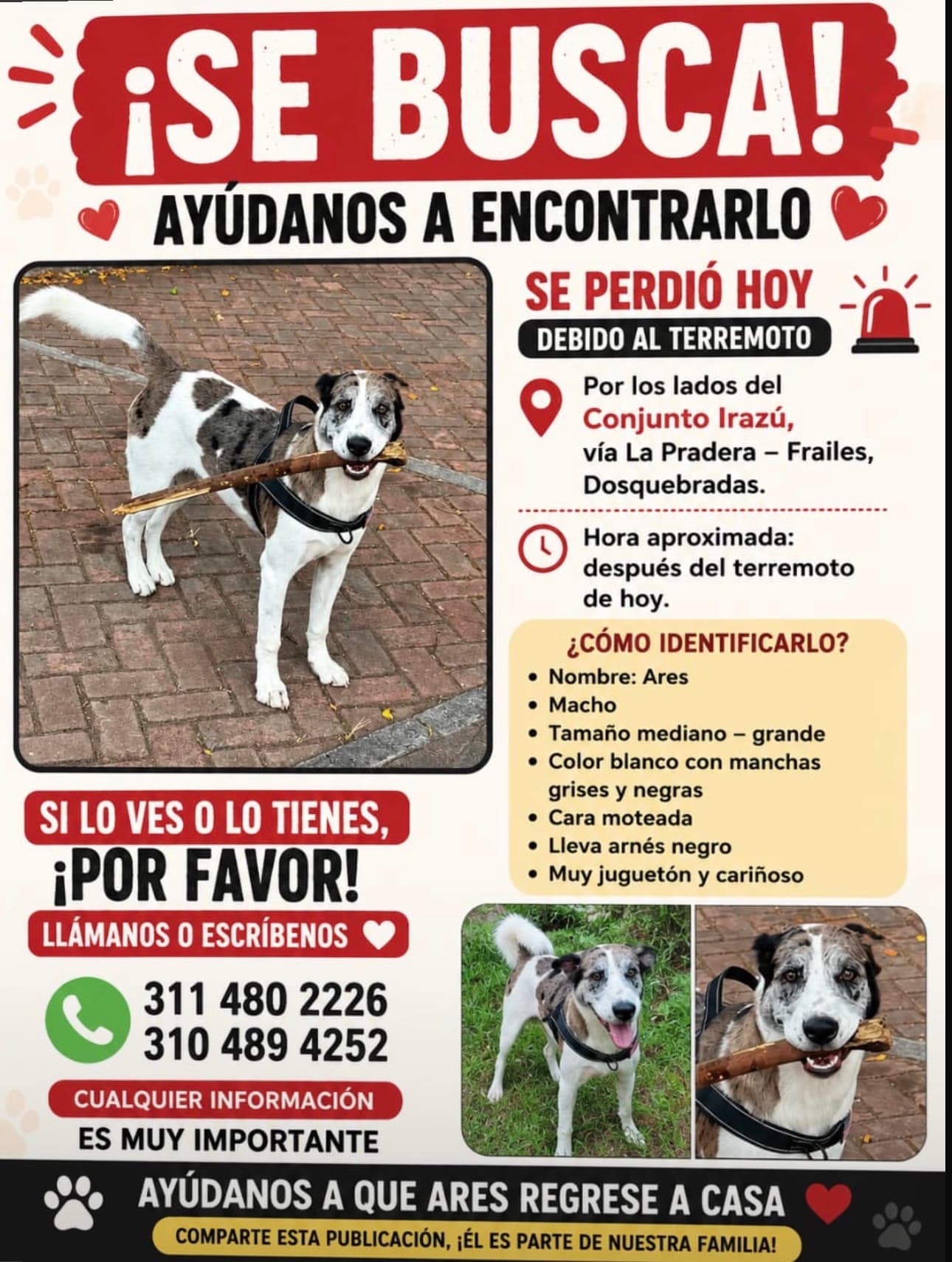 perro perdido en Pereira