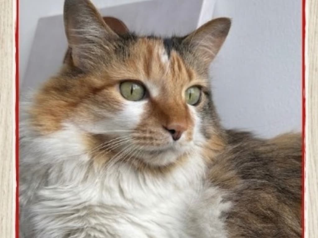 gato perdido en Manizales