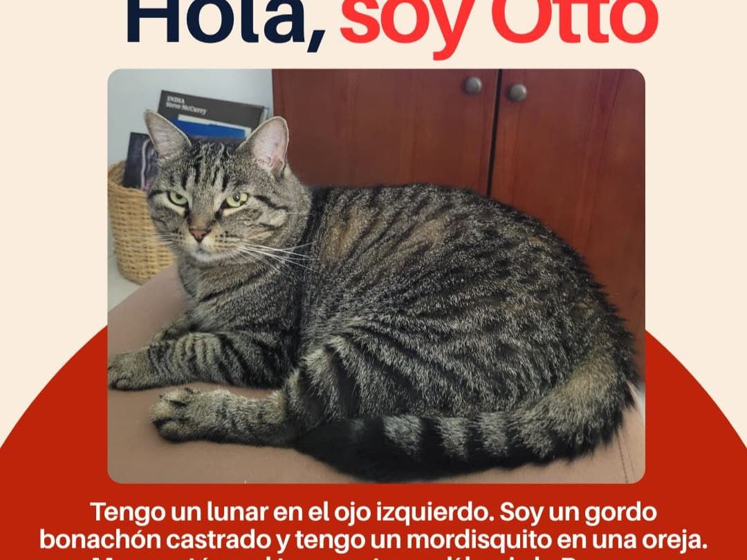 gato perdido en Cali
