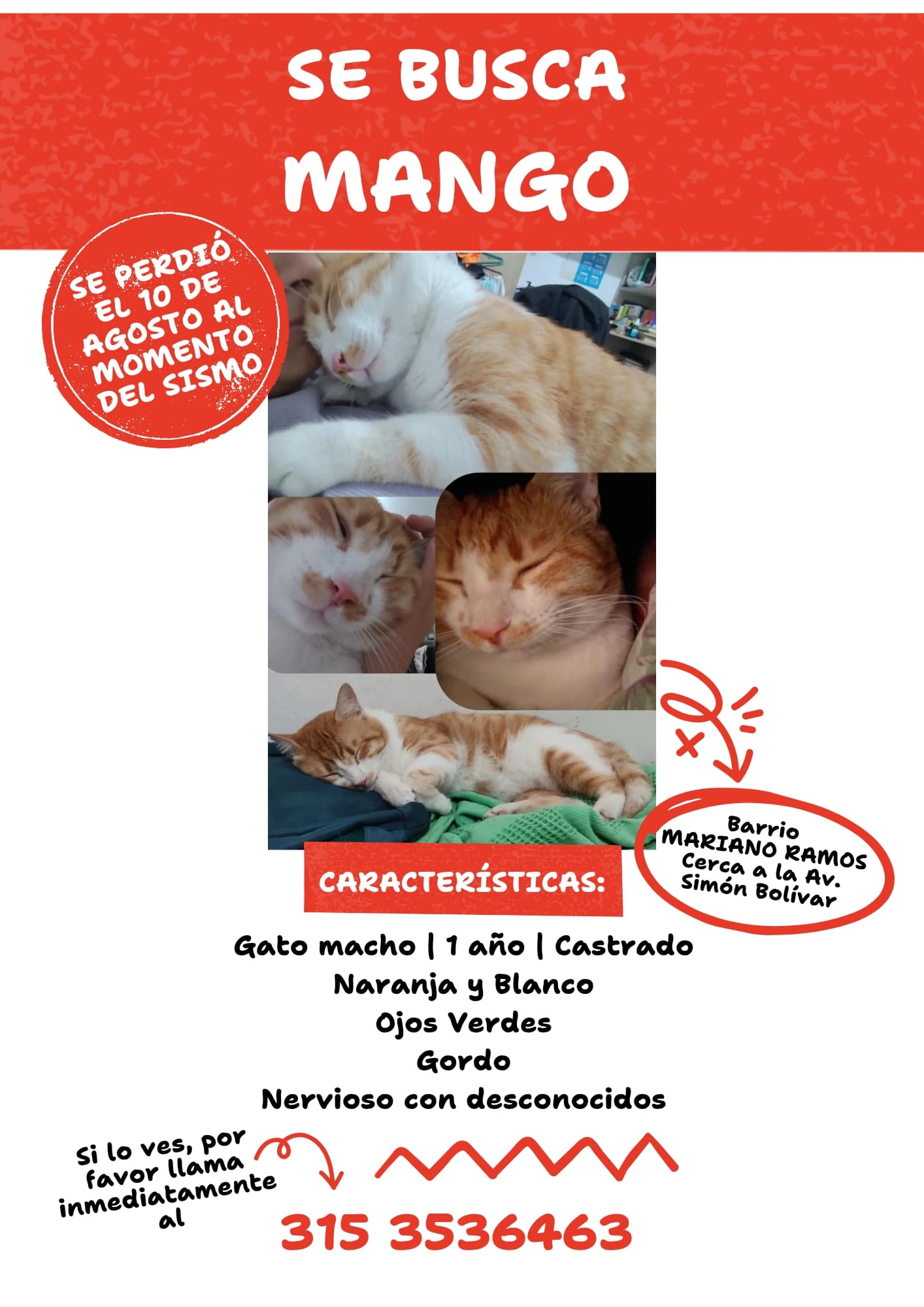 gato perdido en Cali