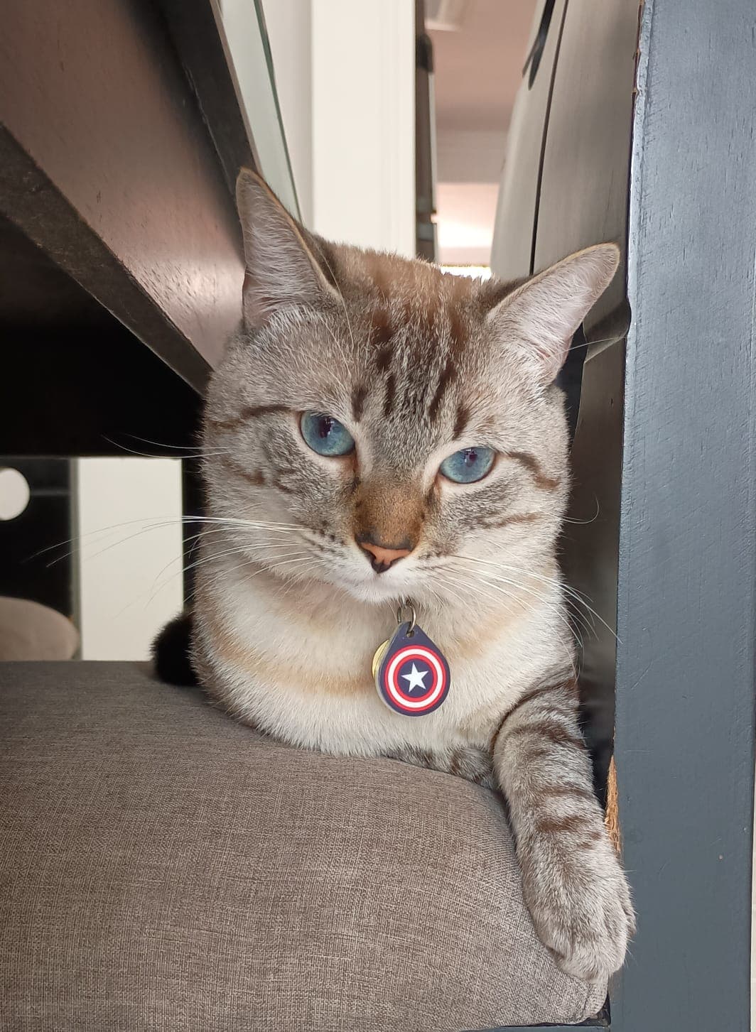 gato perdido en Cali