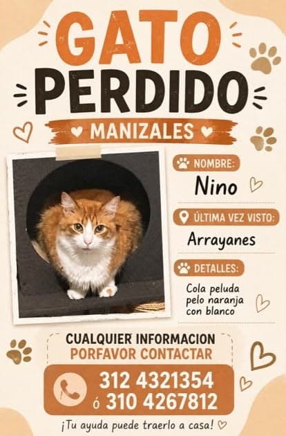 gato perdido en Manizales