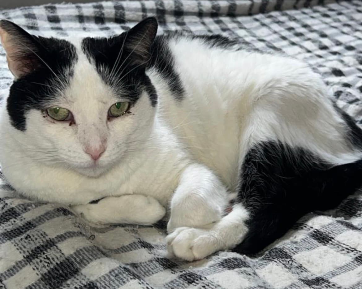 gato perdido en Manizales