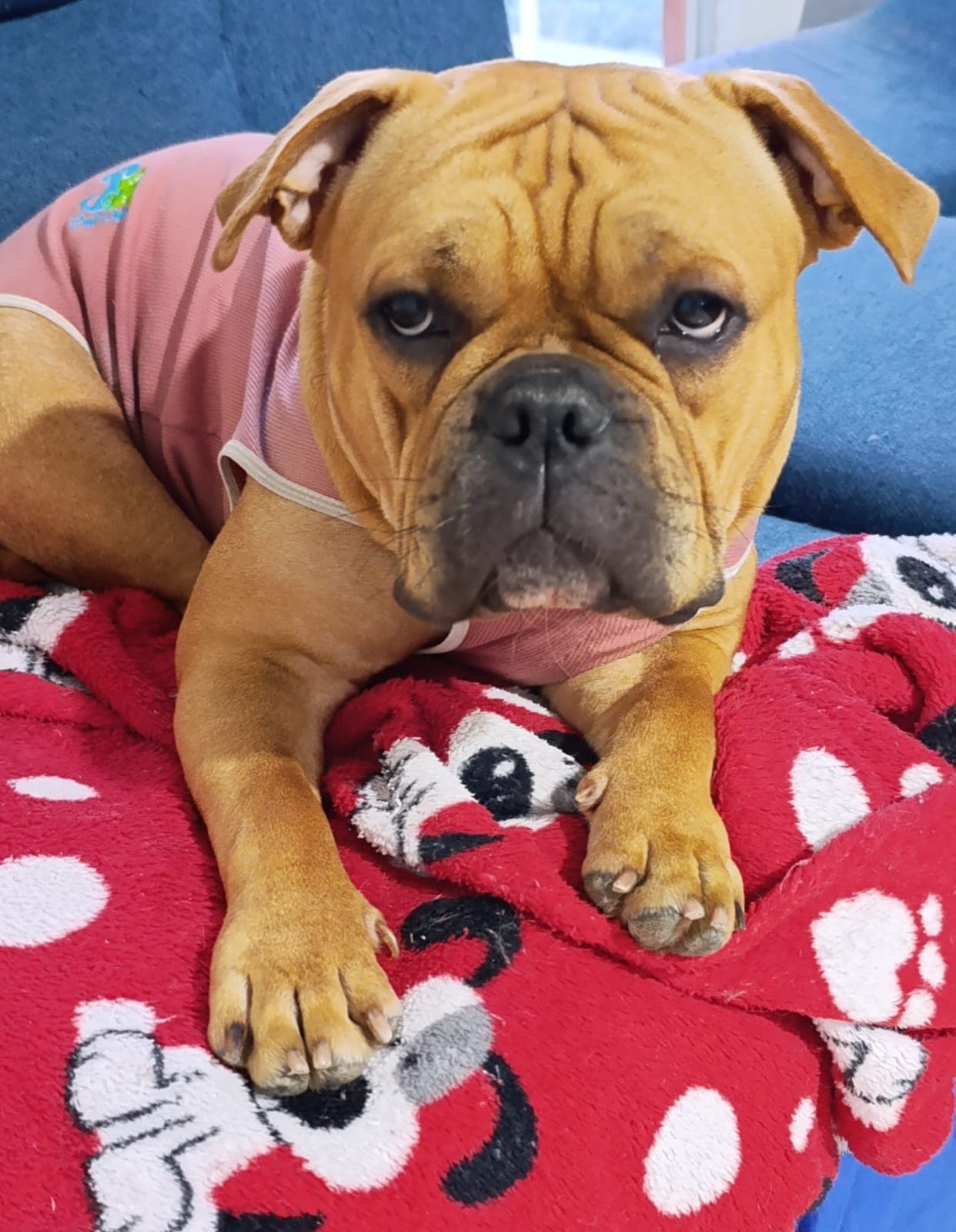 perro perdido en Manizales