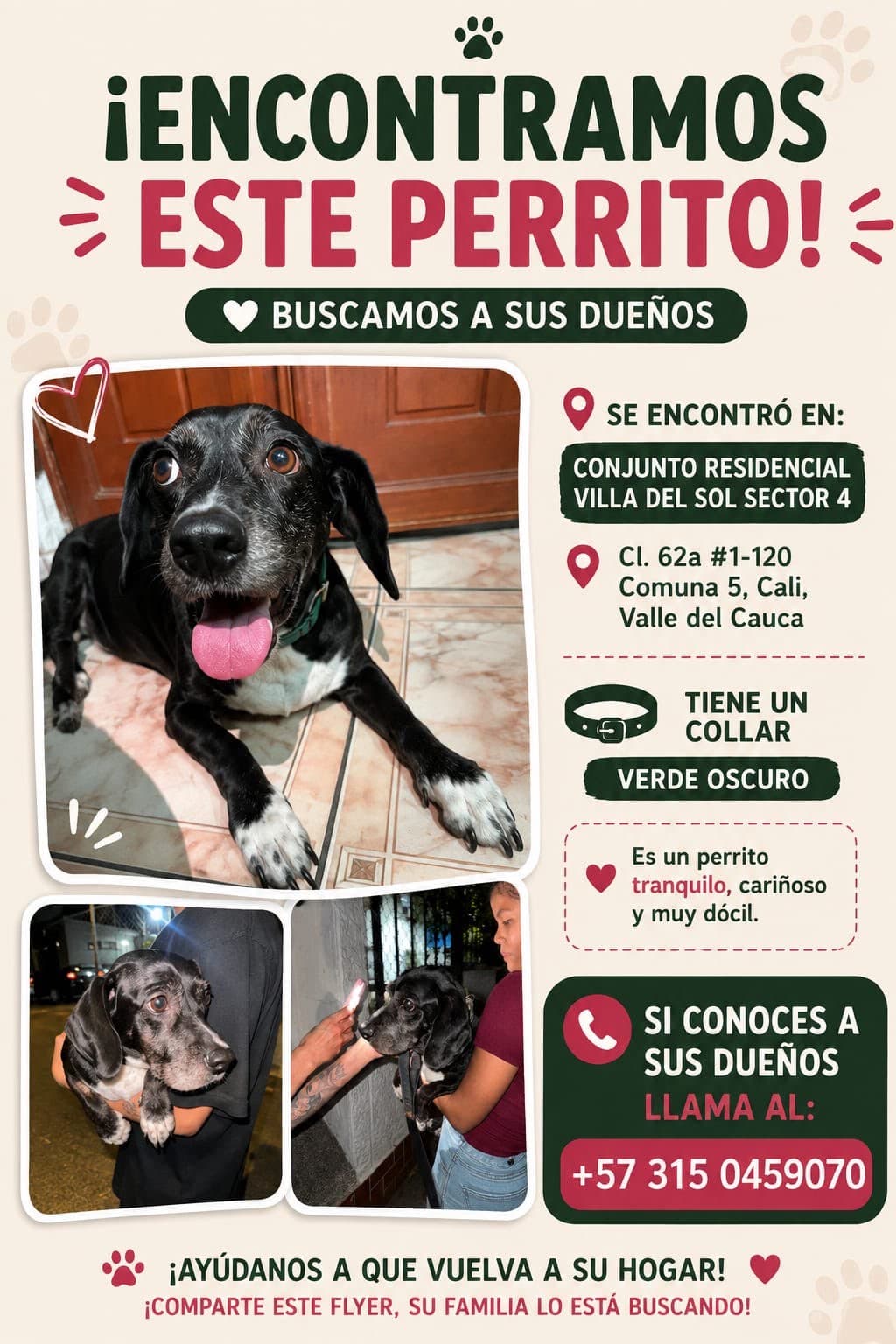 perro encontrado en Cali