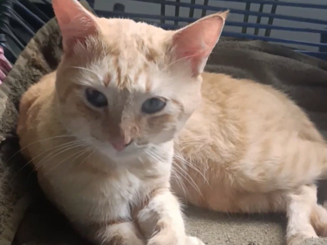 gato perdido en Manizales
