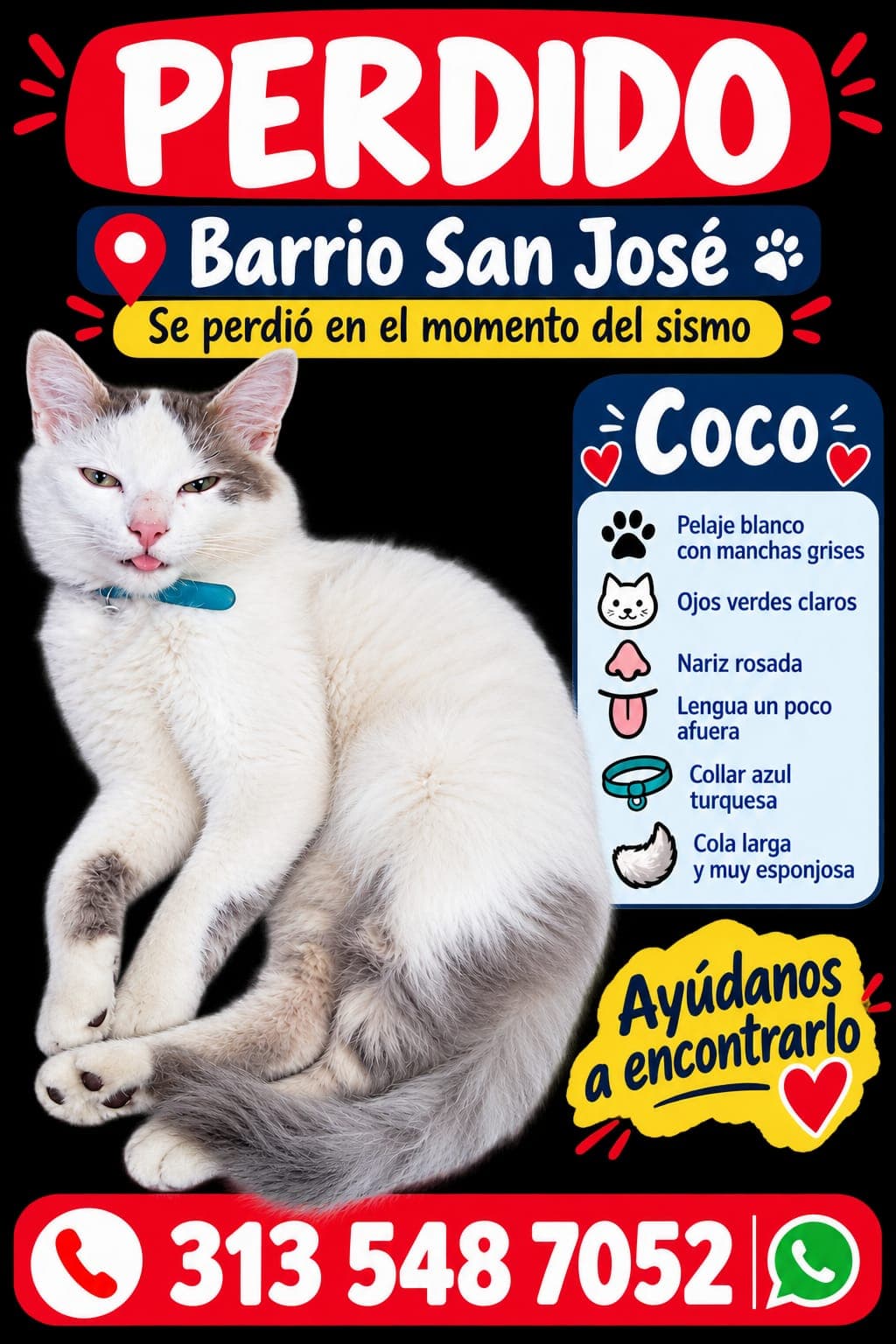 gato perdido en Manizales