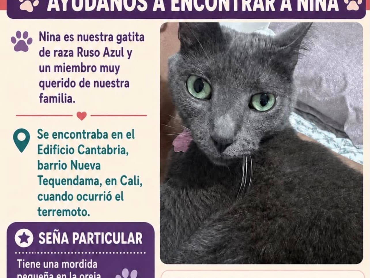 gato perdido en Cali