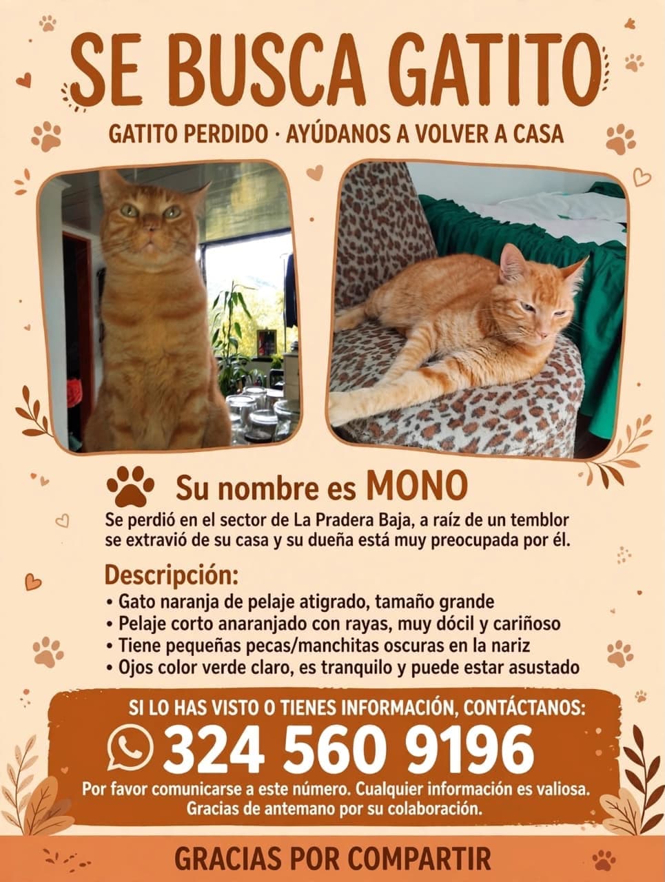 gato perdido en Manizales