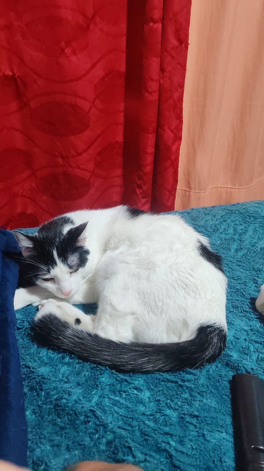 gato perdido en Manizales