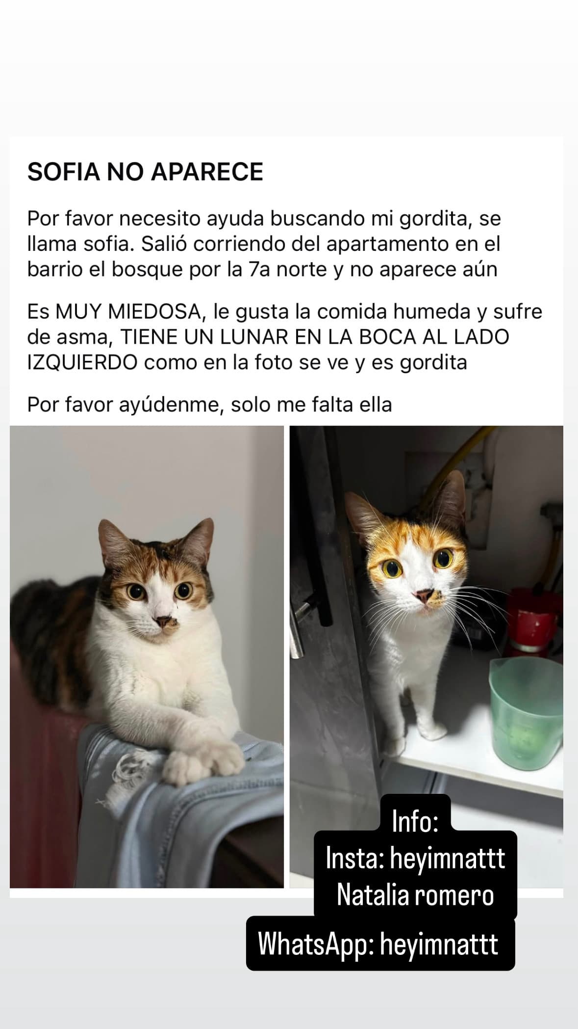 gato perdido en Cali