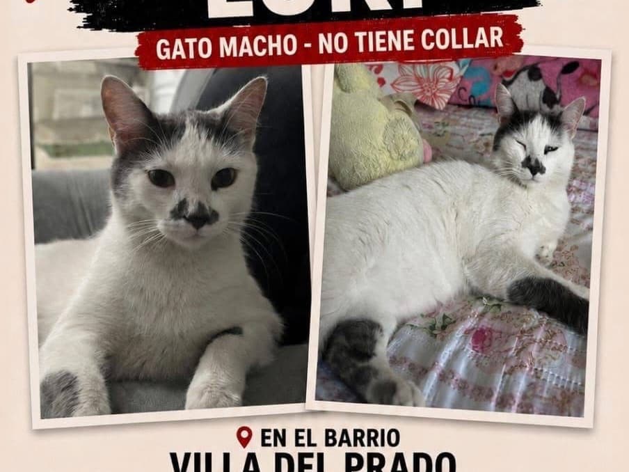 gato perdido en Pereira