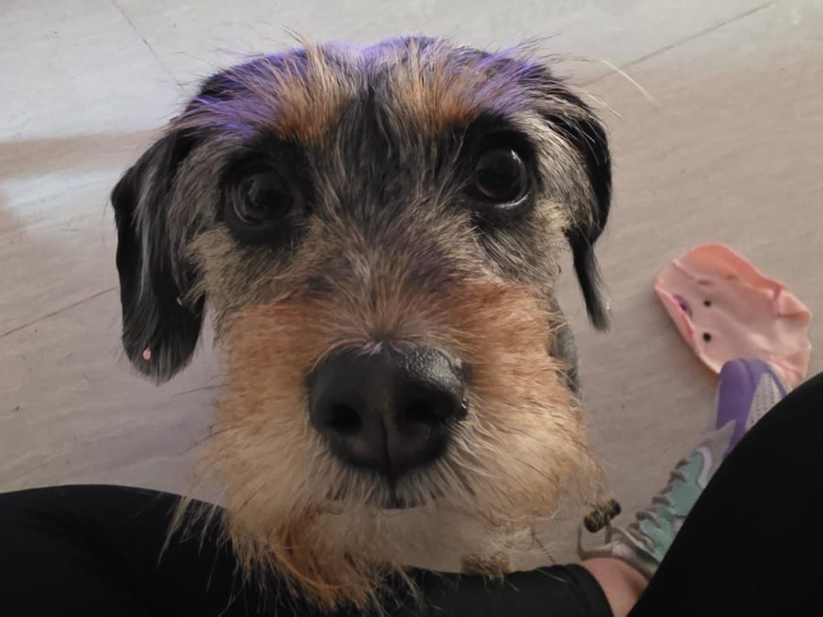 perro perdido en Cali