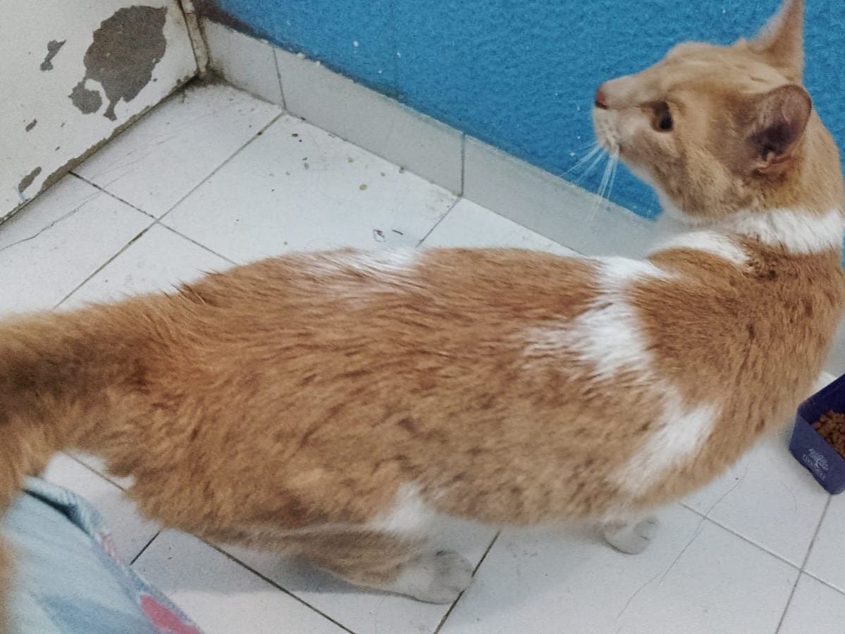 gato encontrado en Bogotá