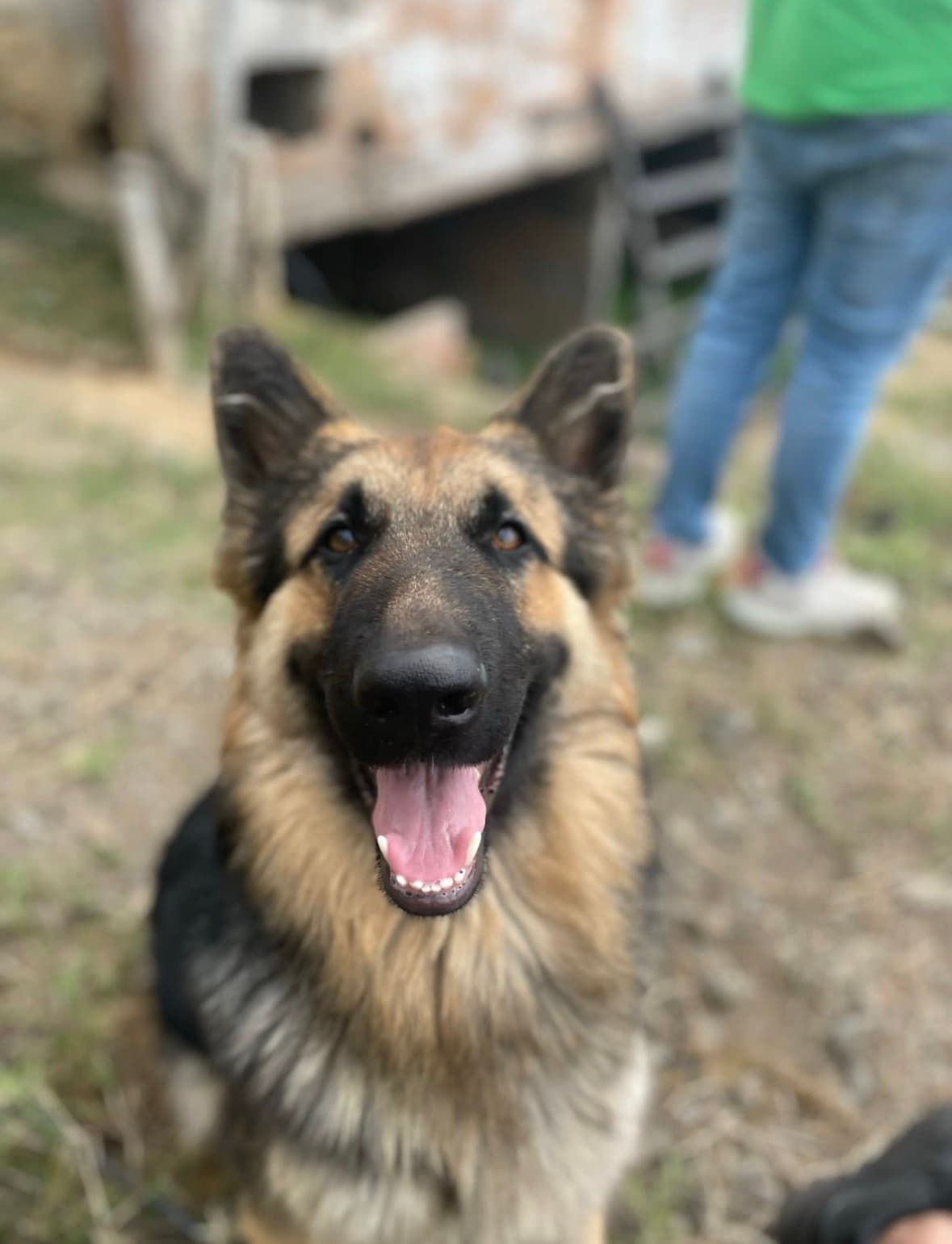 perro perdido en Manizales