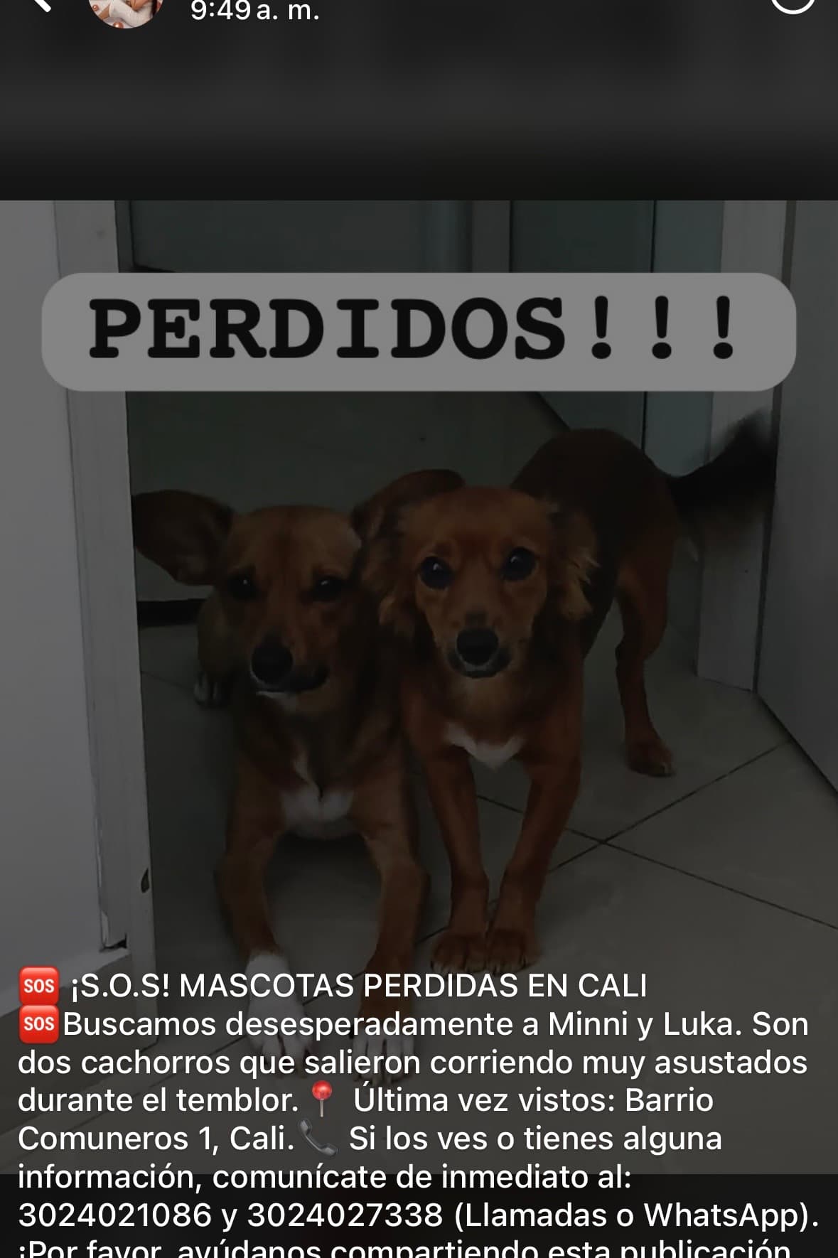 perro perdido en Cali