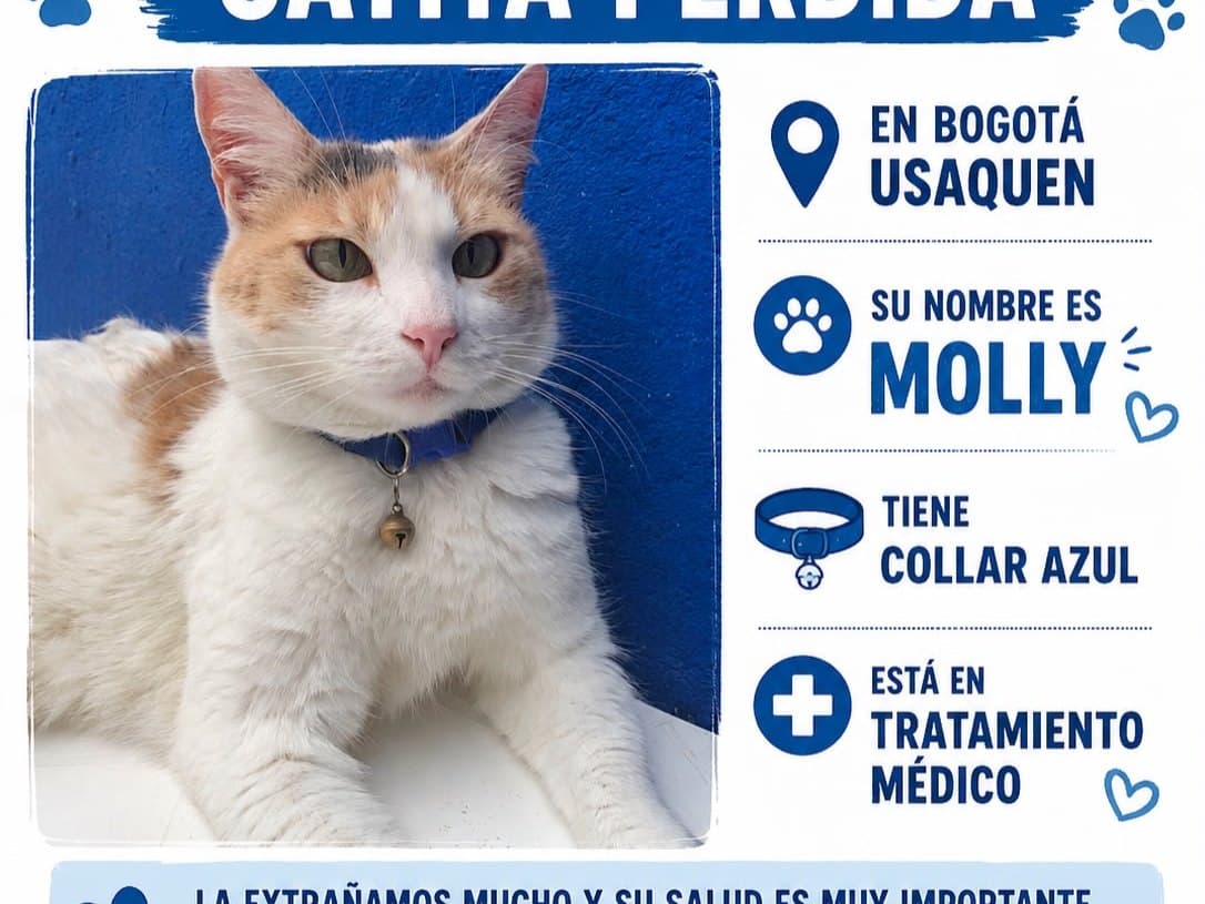 gato perdido en Bogotá