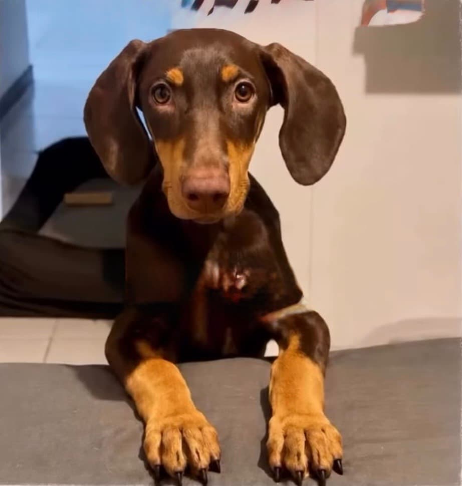 perro perdido en Pereira