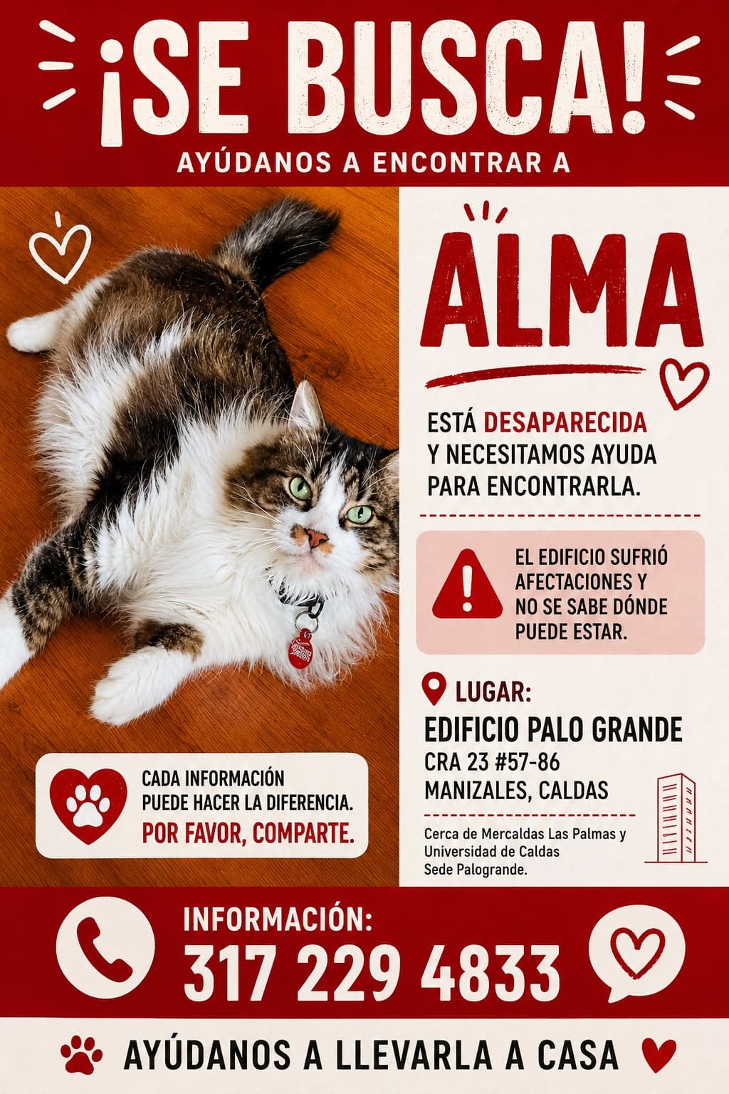 gato perdido en Manizales