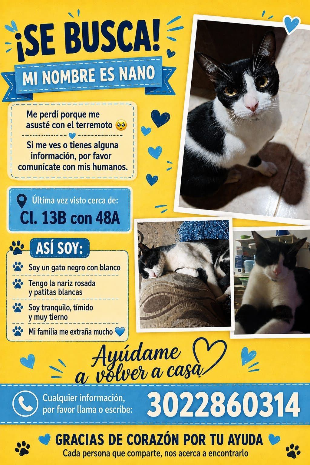 gato perdido en Cali