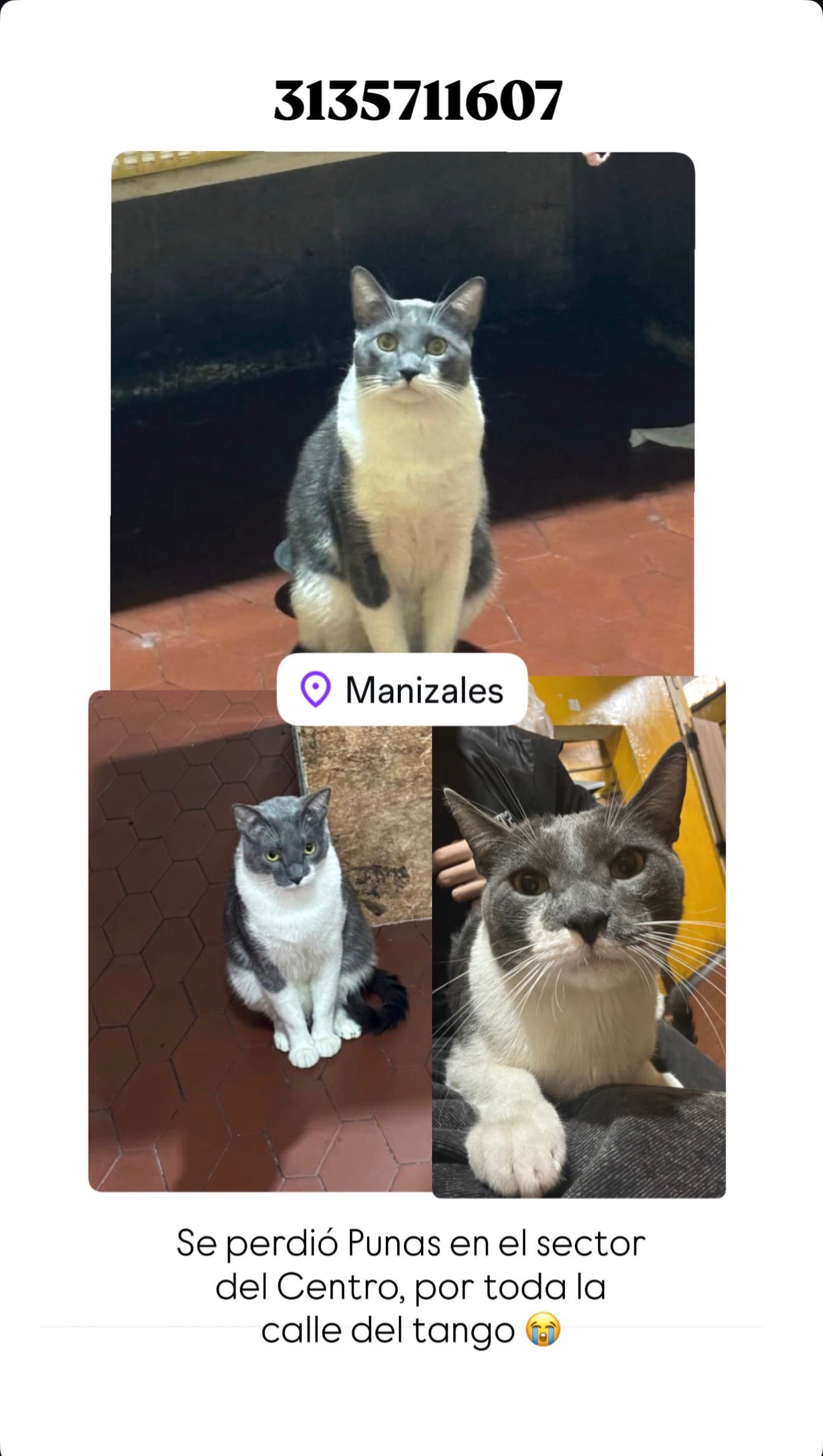 gato perdido en Manizales