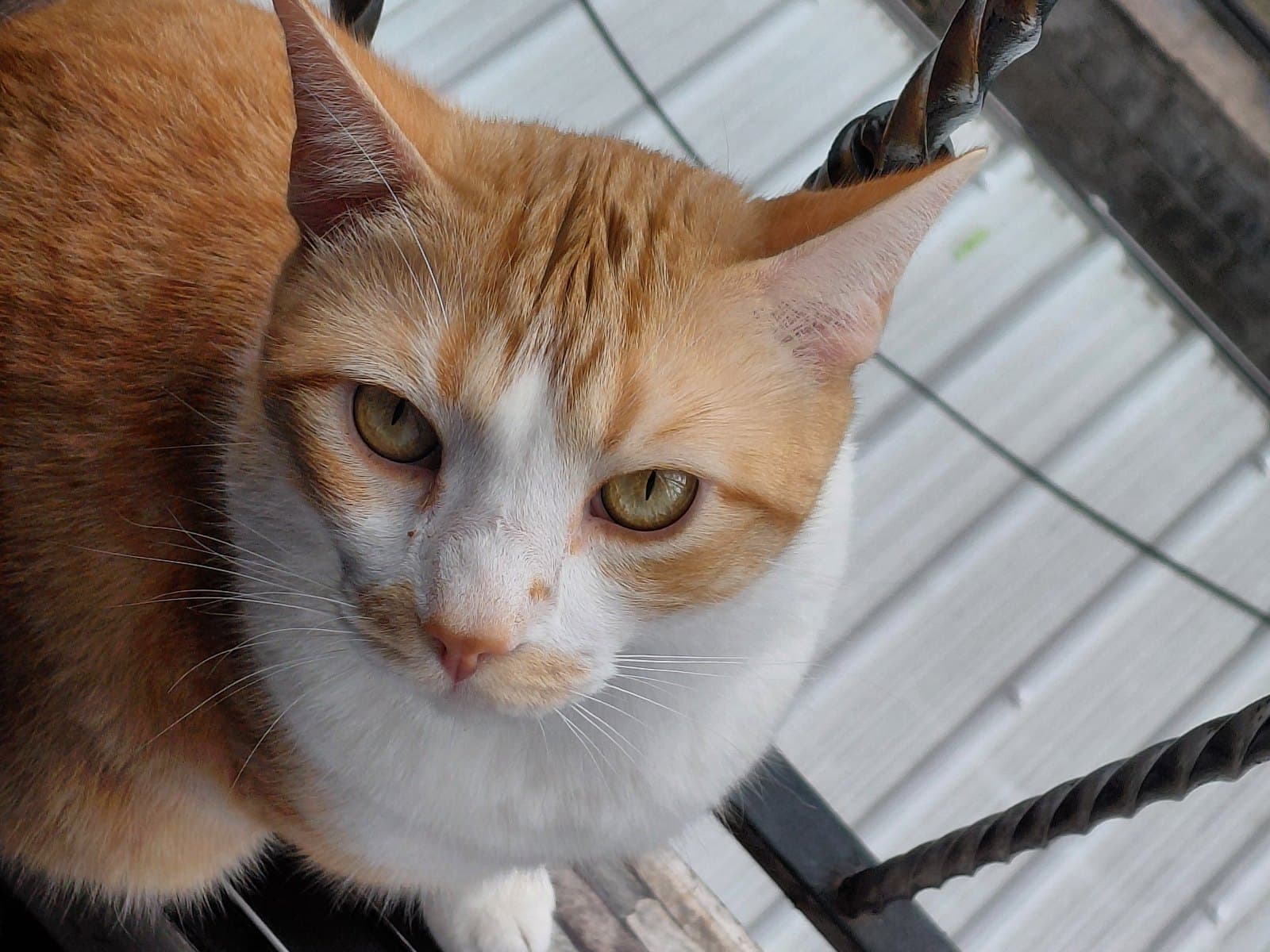 gato perdido en Medellín