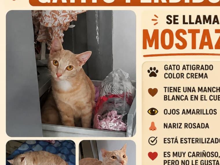 gato perdido en Cali