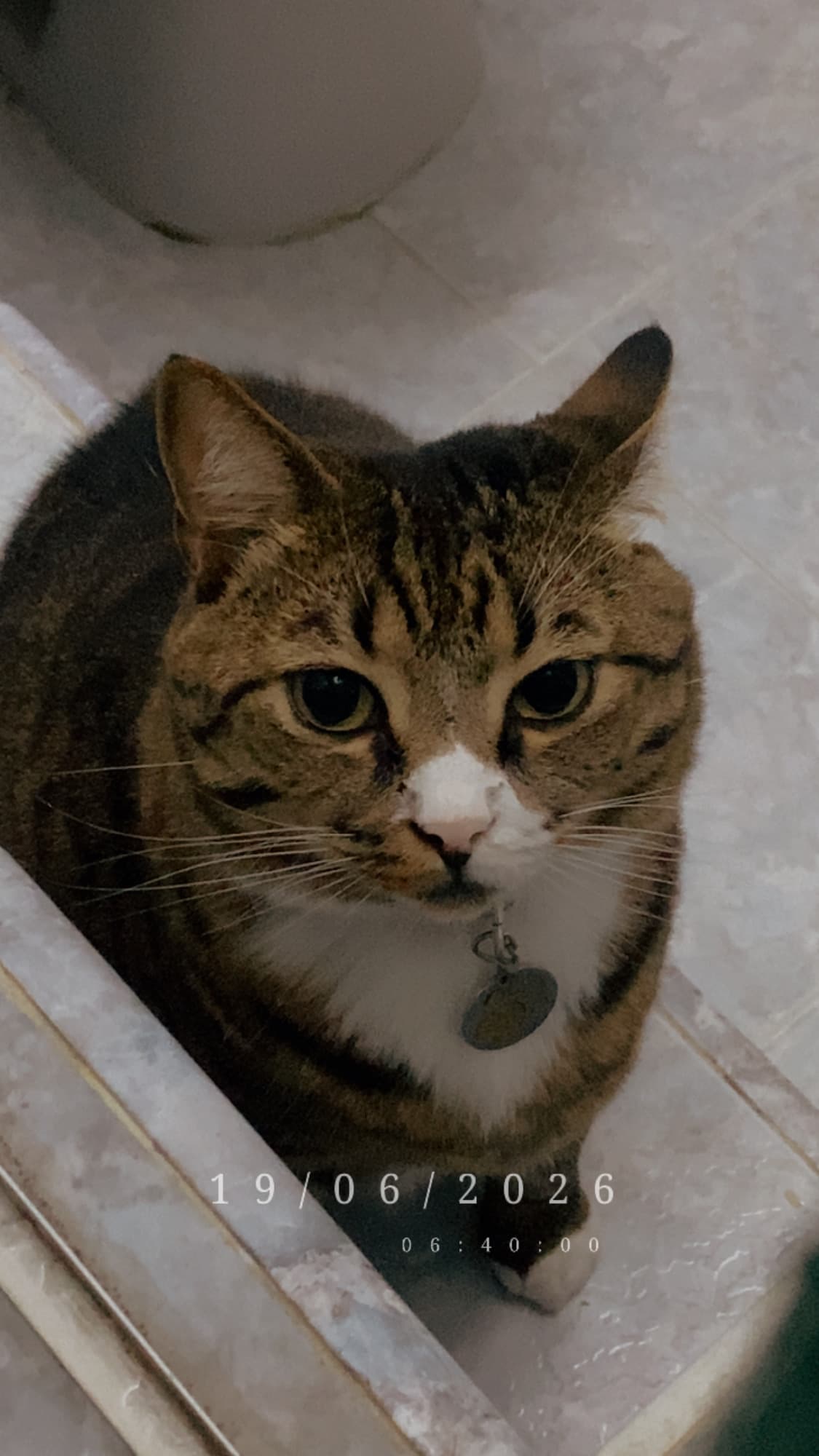 gato perdido en Cali