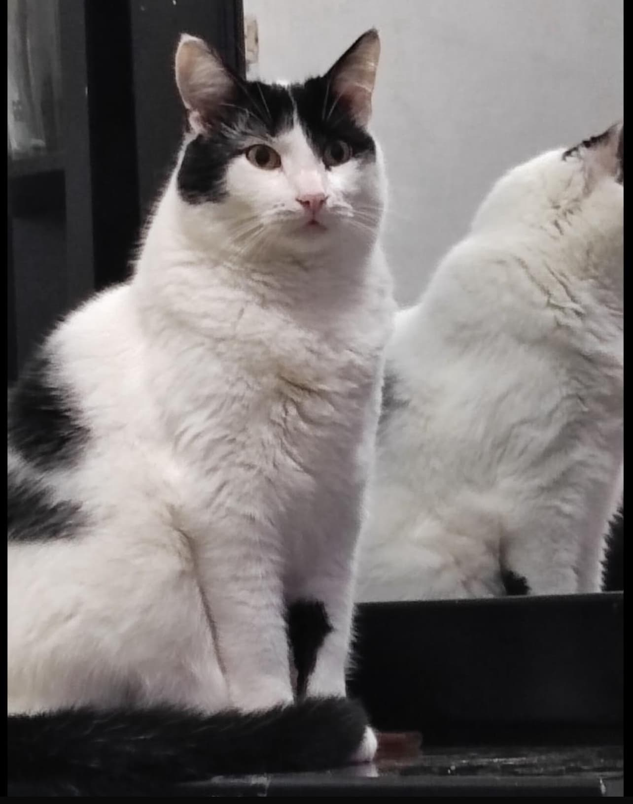 gato perdido en Medellín