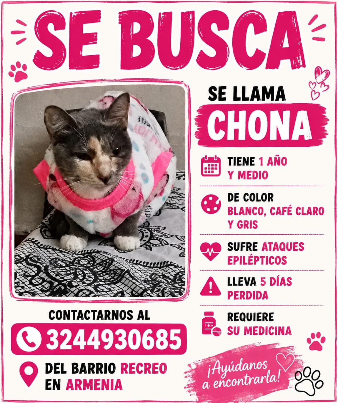 gato perdido en Armenia
