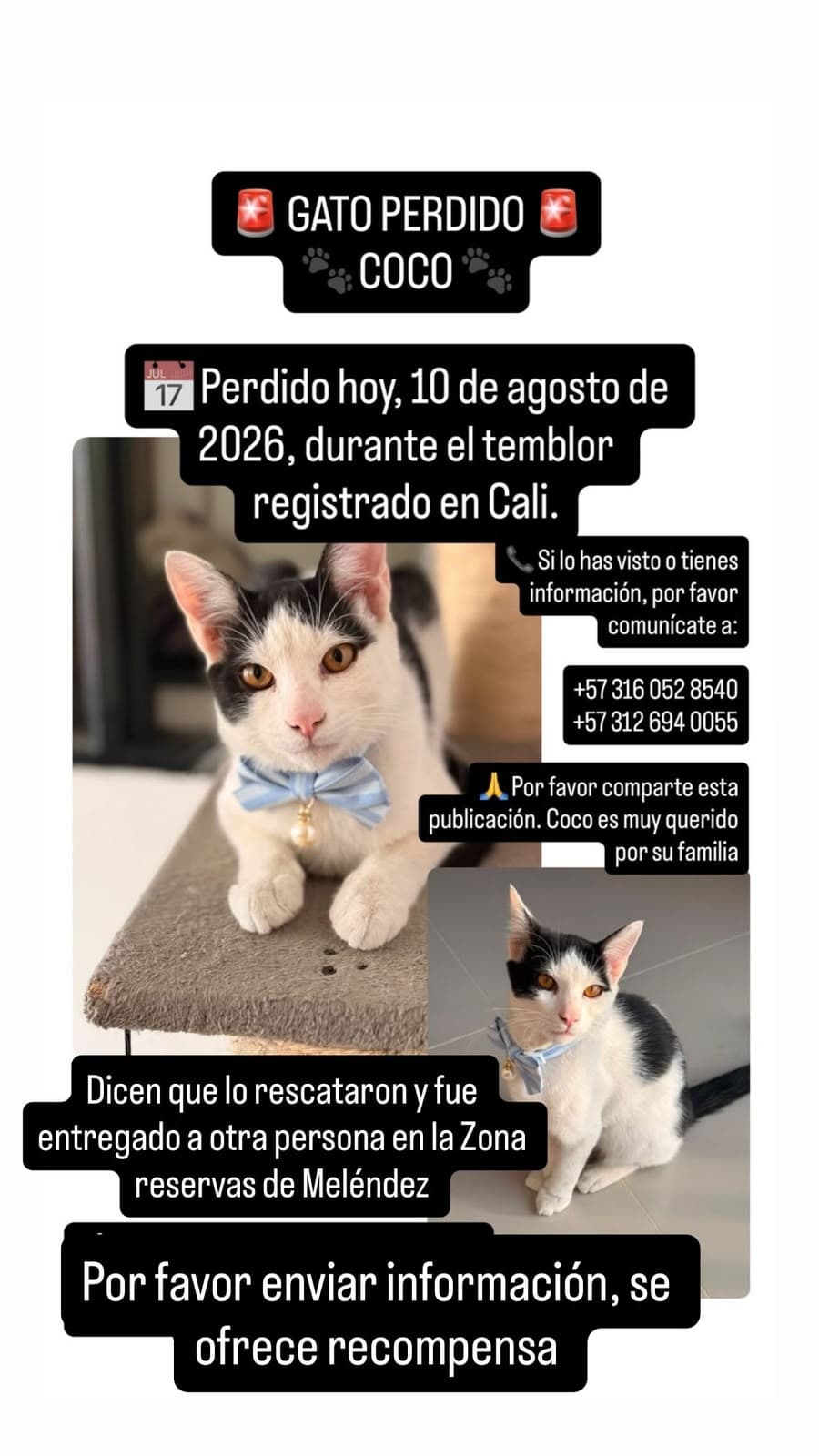 gato perdido en Cali