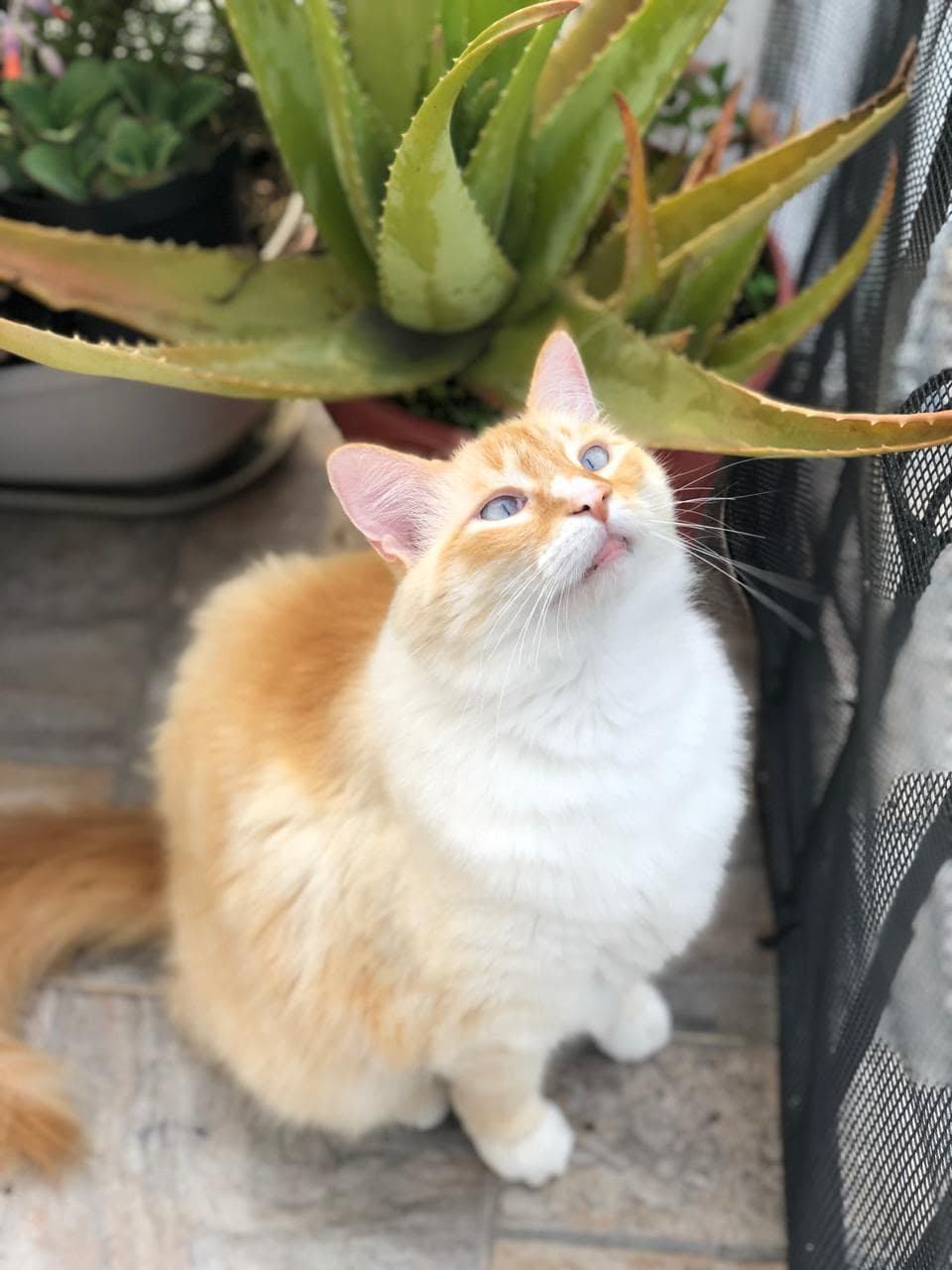 gato perdido en Manizales
