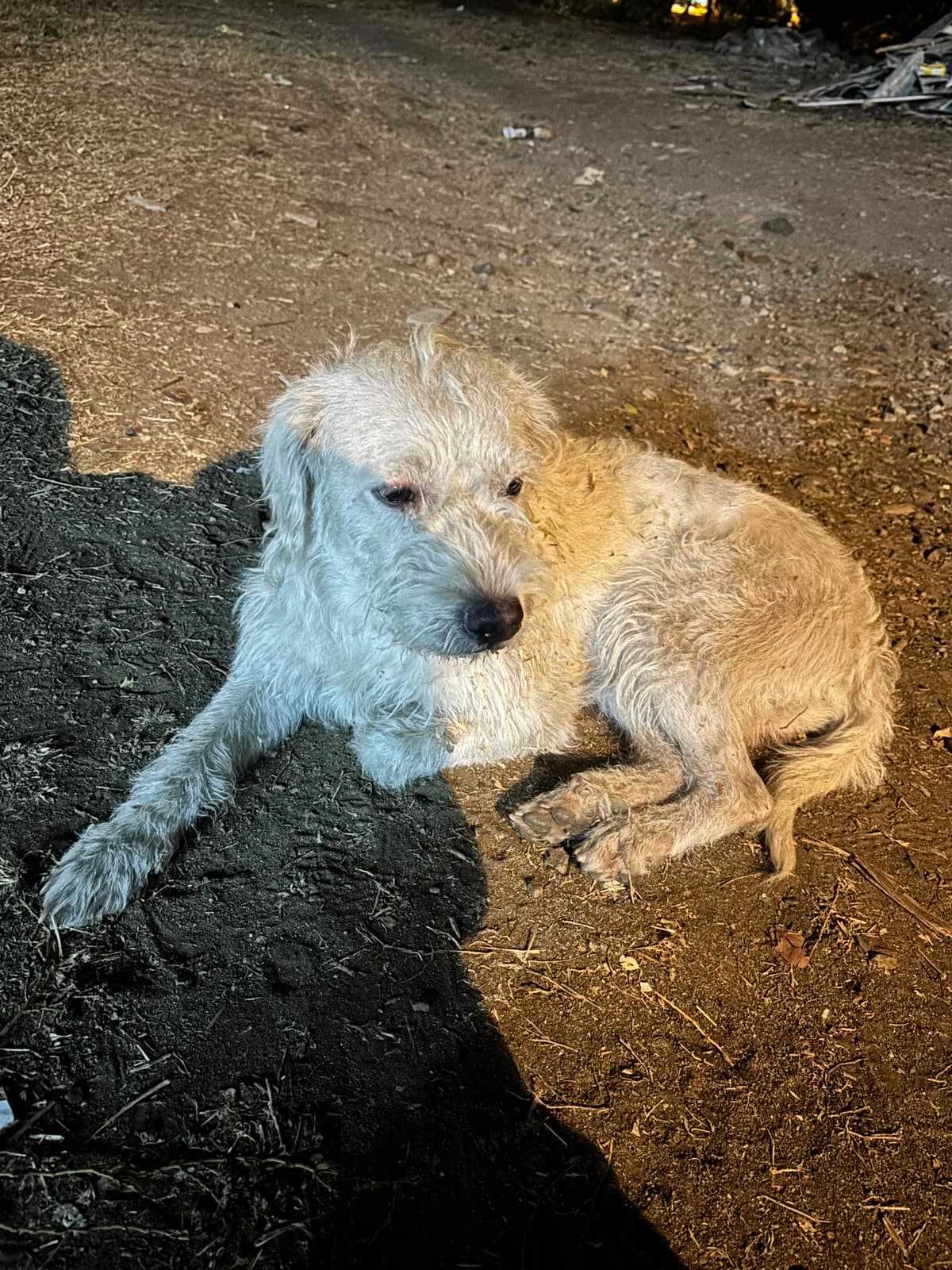 perro encontrado en Cali