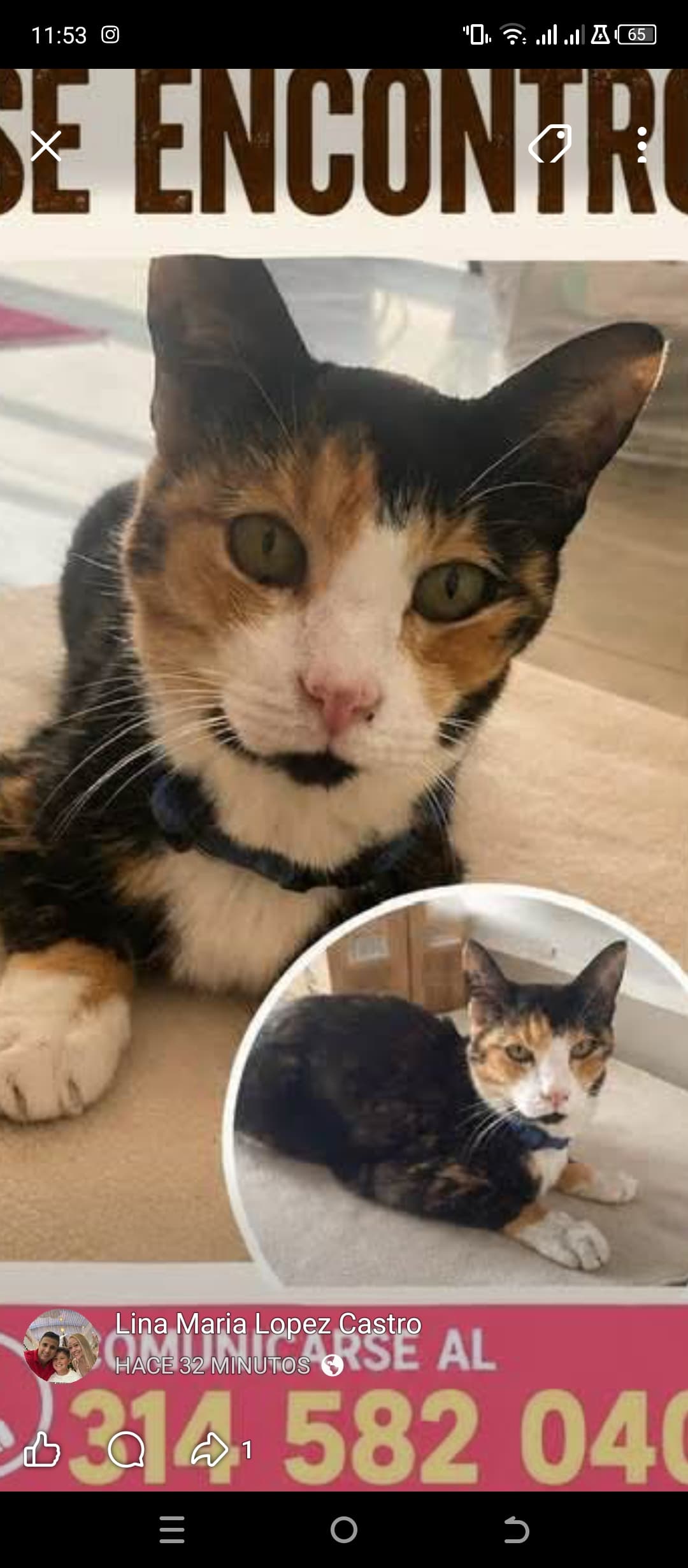 gato encontrado en Manizales