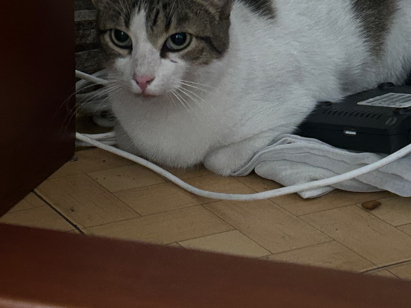 gato encontrado en Manizales