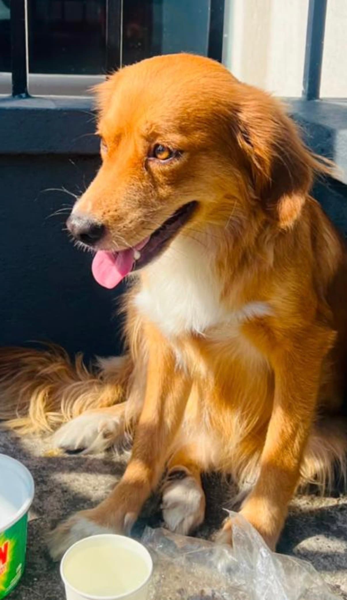 perro encontrado en Cali