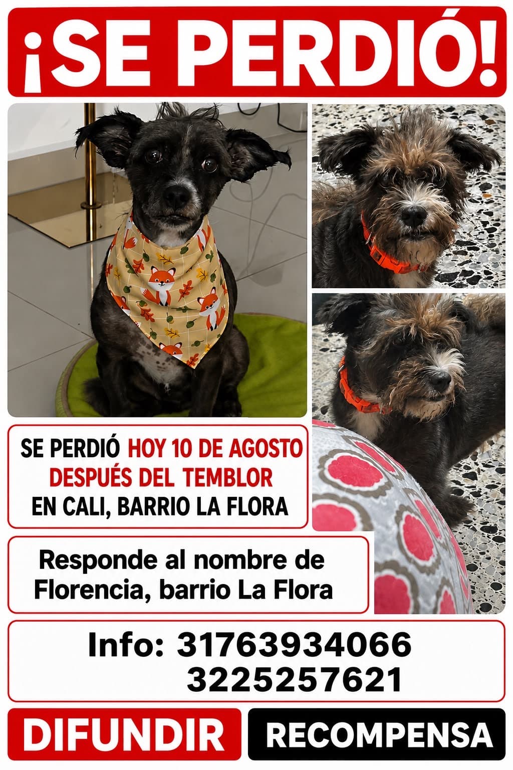 perro perdido en Cali