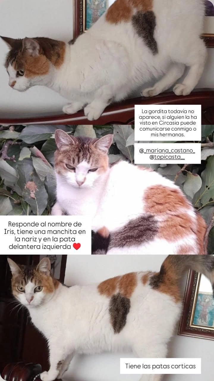 gato perdido en Armenia