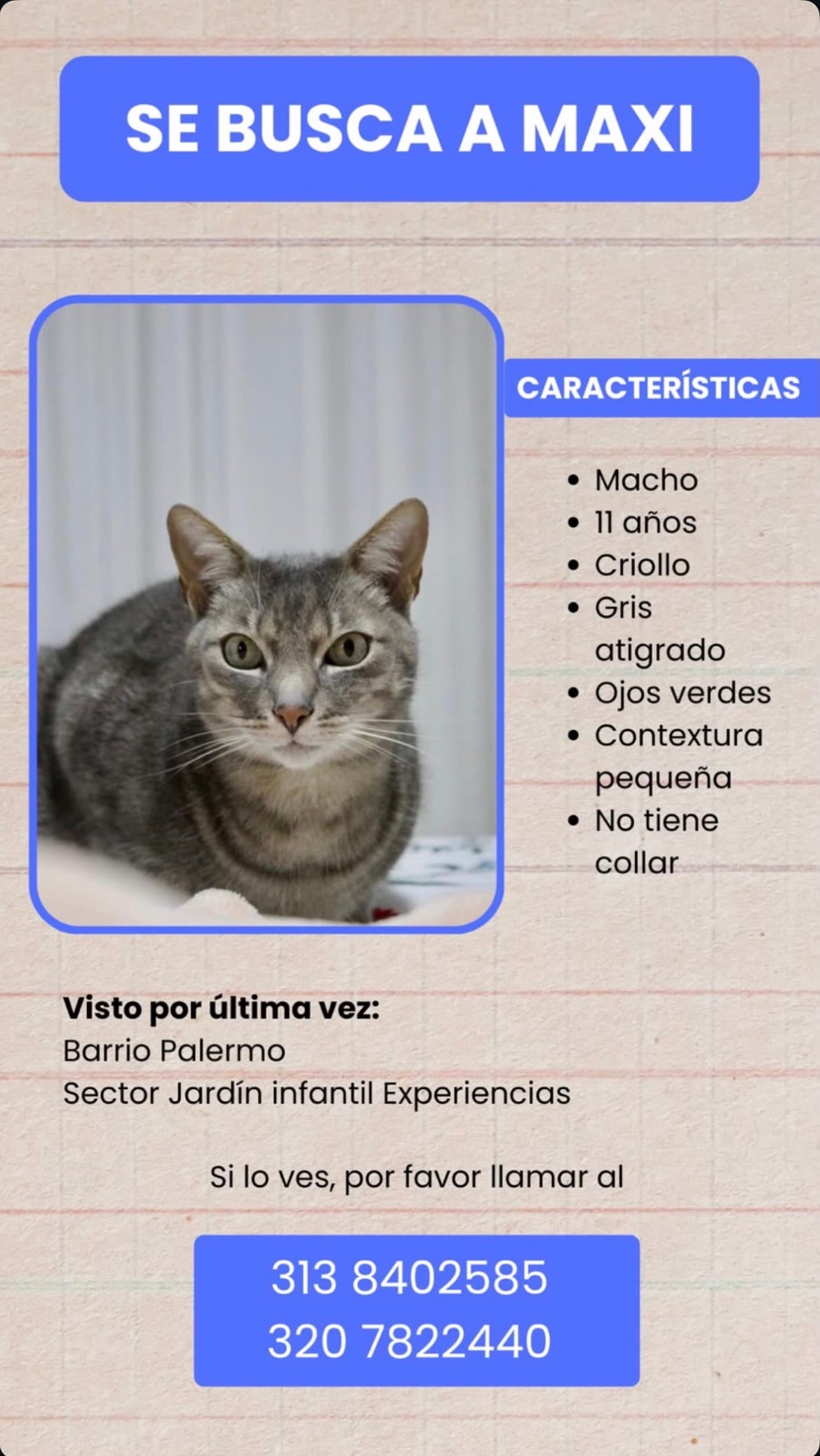 gato perdido en Manizales