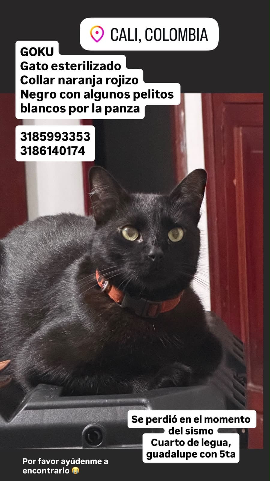 gato perdido en Cali