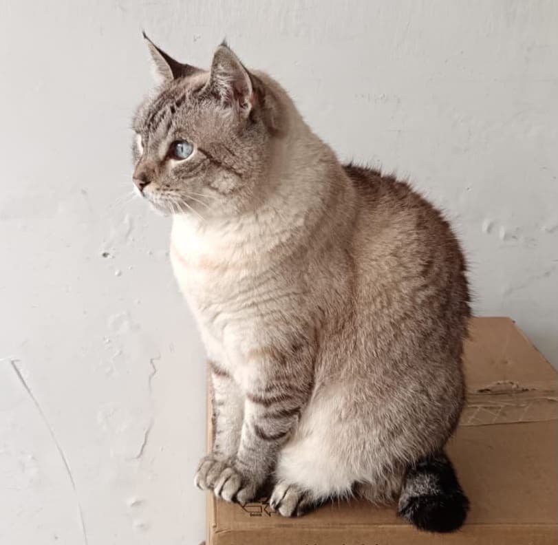 gato rescatado en Manizales