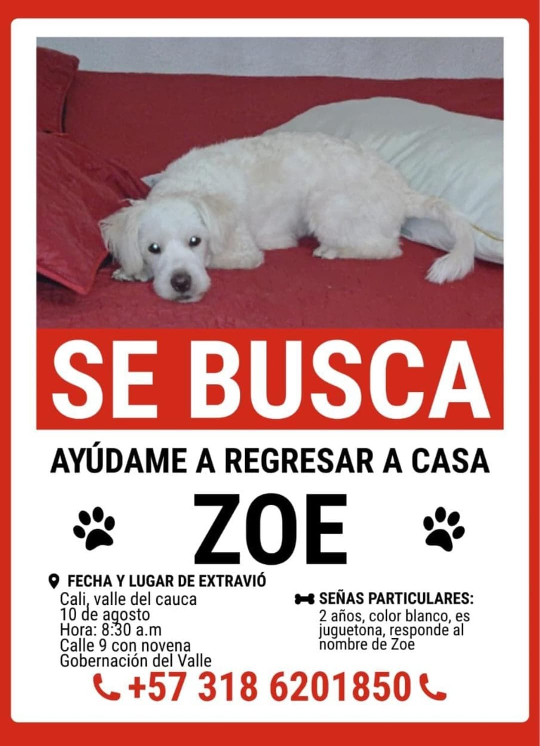 perro perdido en Cali