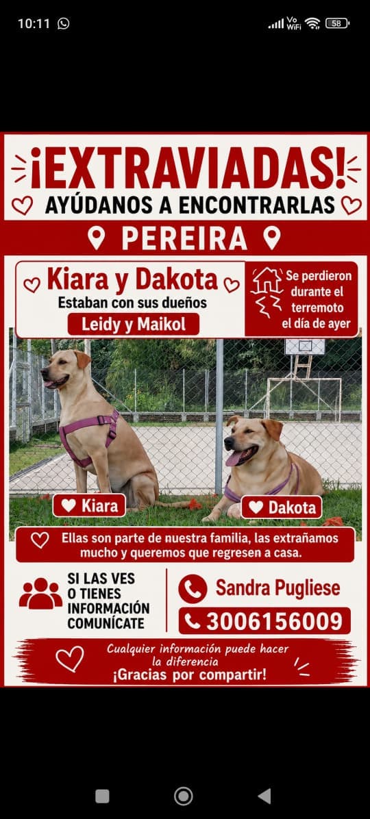 perro rescatado en Pereira